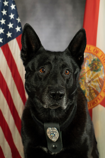 K9 Daman